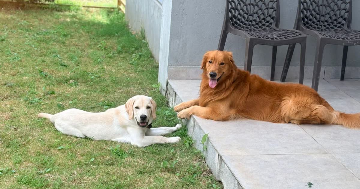 A golden retriever and a yellow Labrador on the lawn of a pet-friendly garden villa near Nandi Hills