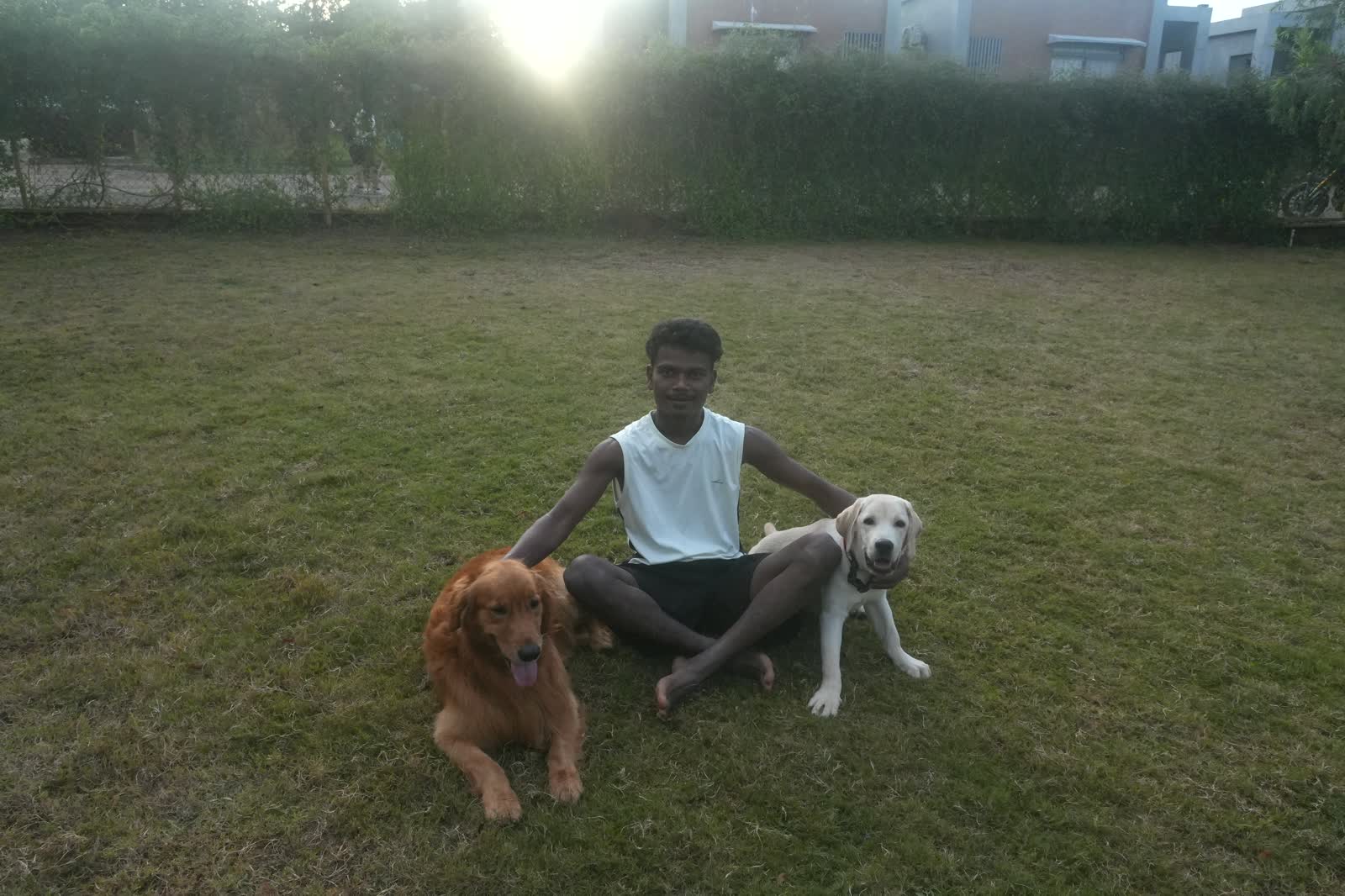 A person sitting cross-legged on a wide open lawn at golden hour with a golden retriever and a yellow Labrador on either side