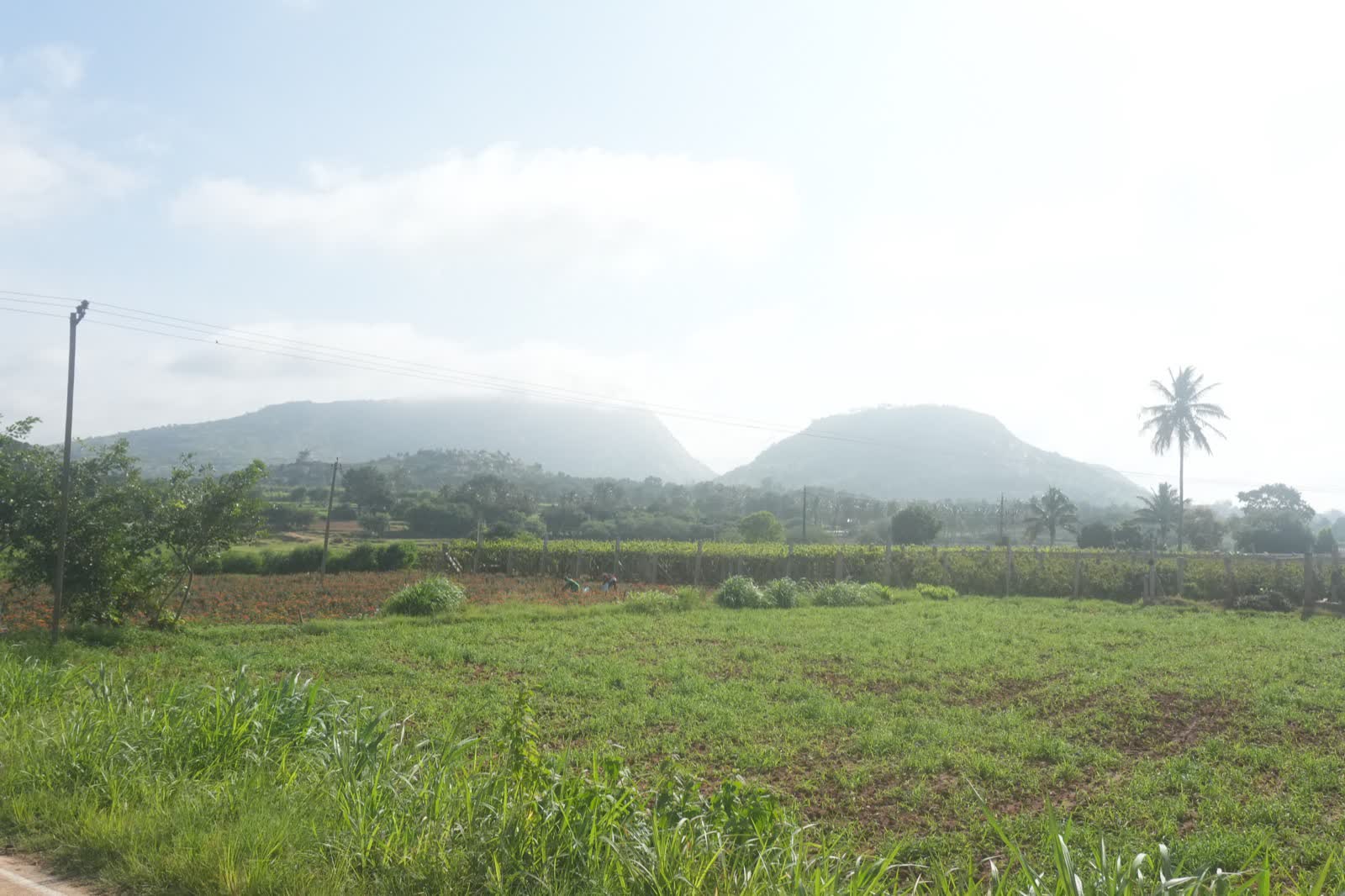 Morning mist rolling over the Nandi Hills ridge above grape vineyards and marigold fields