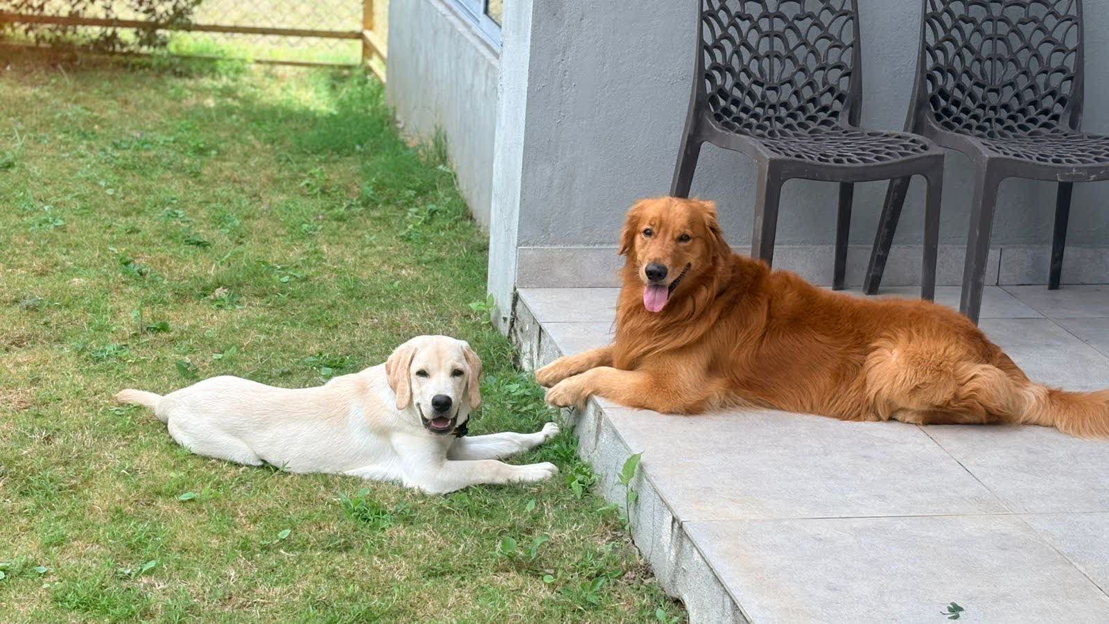 Rocky, a golden retriever, on the porch of a pet-friendly garden villa beside Simba, a yellow Labrador, lying on the grass