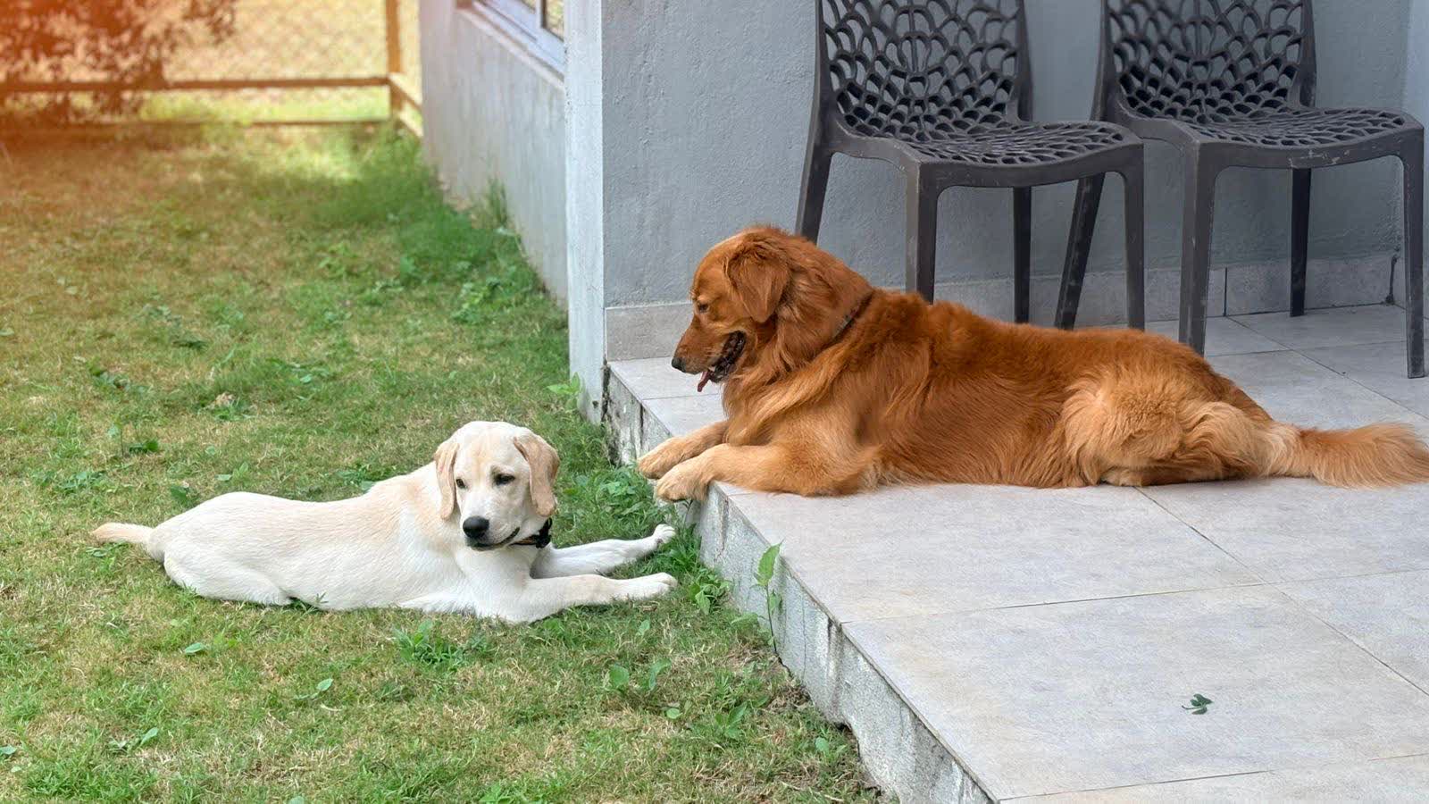 A golden retriever resting in the shade of a villa porch while a yellow Labrador lies on the grass in the sun